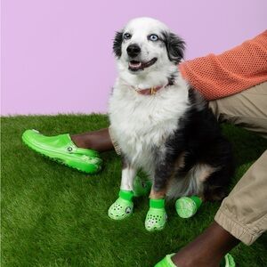 Crocs for Dogs size Medium